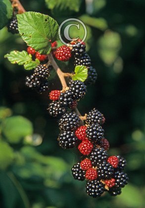 Blackberries DMO205